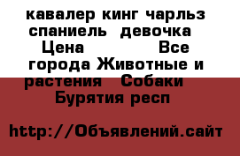  кавалер кинг чарльз спаниель -девочка › Цена ­ 45 000 - Все города Животные и растения » Собаки   . Бурятия респ.